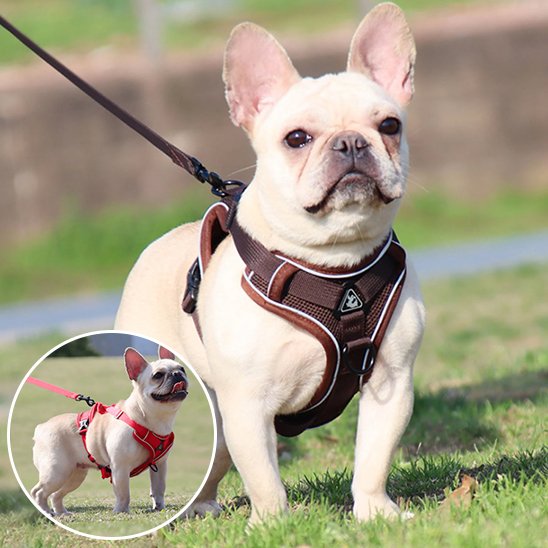 Harnais pour chien