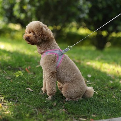 Harnais pour petit Chien assis sur le gazon