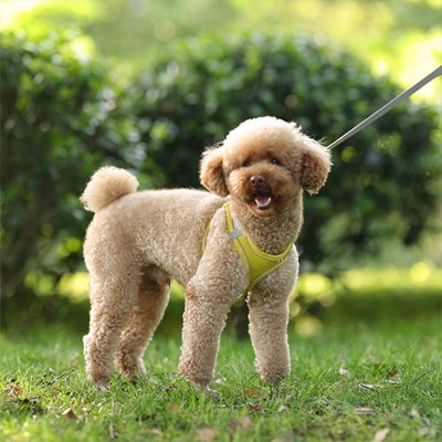 Harnais pour petit Chien au parc