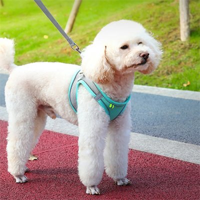 Harnais pour petit Chien bleu dans un parc