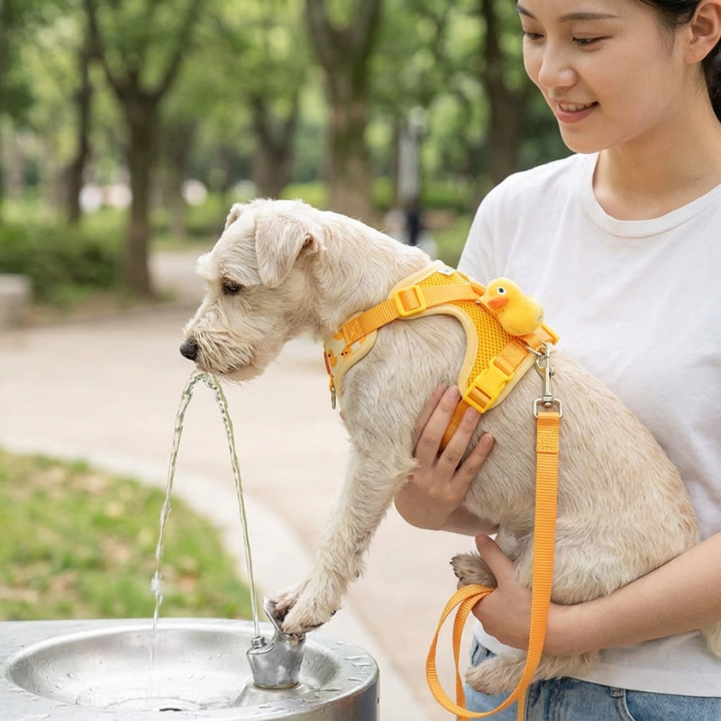 Harnais pour petit chien jaune terrier porté par une femme près d un abreuvoir au parc