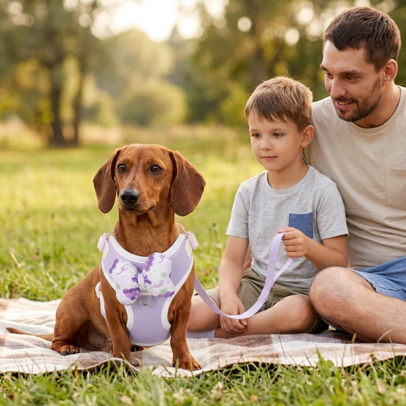 Harnais pour petit chien mauve chien brun près d un père et de son enfant au parc