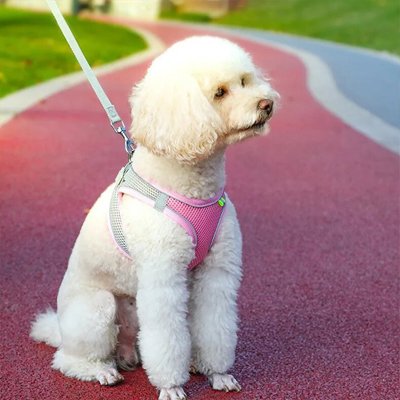Harnais pour petit Chien Rose caniche