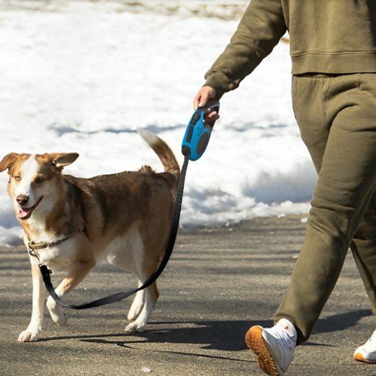 Laisse pour chien bleu au bord de la plage