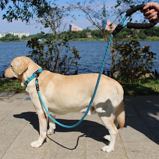 Laisse pour chien laisse bleu