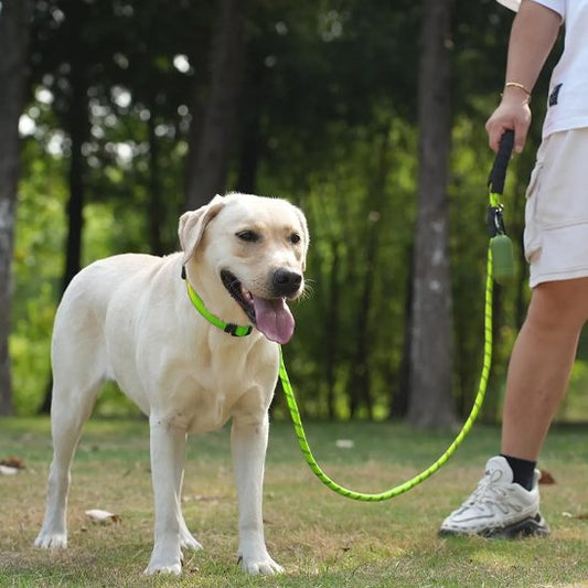 Laisse pour chien laisse verte