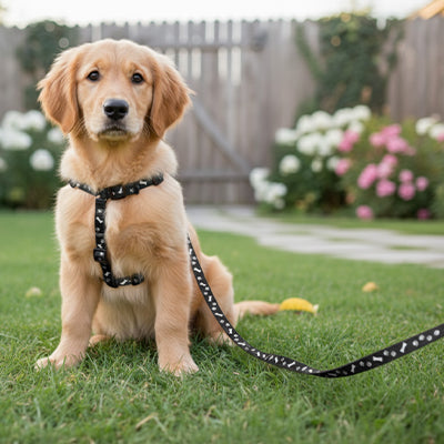Laisse pour chien ultra résistante golden retriever assis jardin

