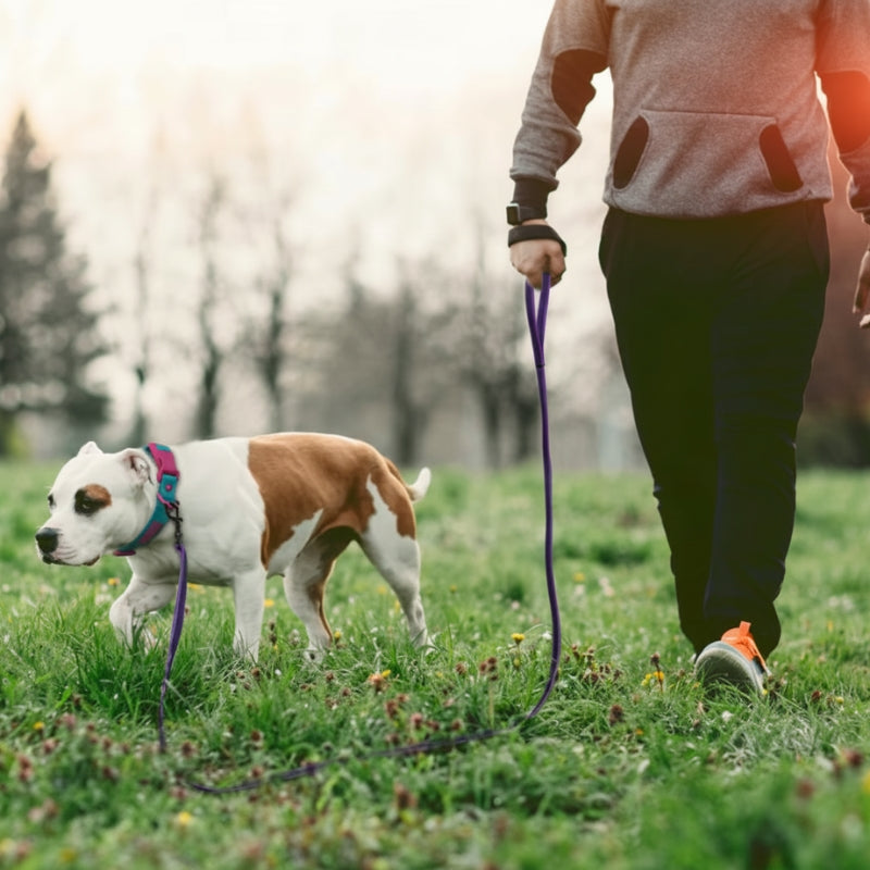 Longe pour chien avec chien en promenade dans un parc