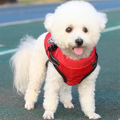 Manteau Chien Rouge élégant