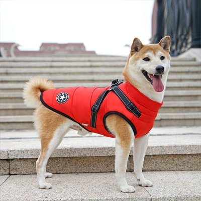 Manteau Chien Rouge