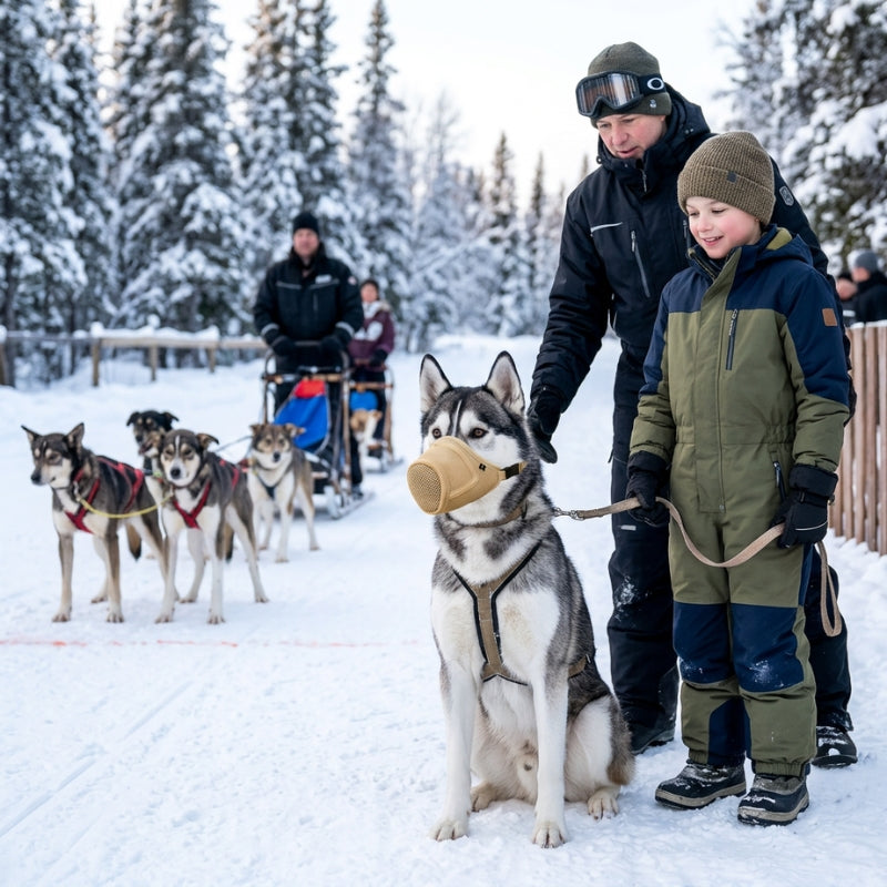 Muselière pour chien beige sur un husky avec un enfant près des traîneaux dans la neige